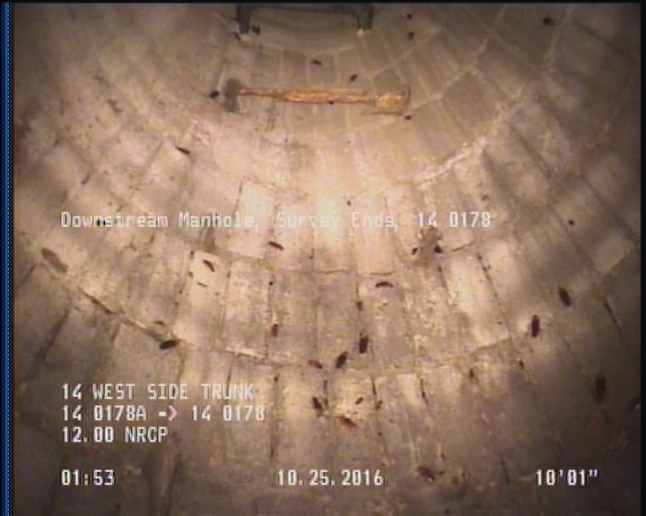 General Observation - COCKROACHES IN MANHOLE
