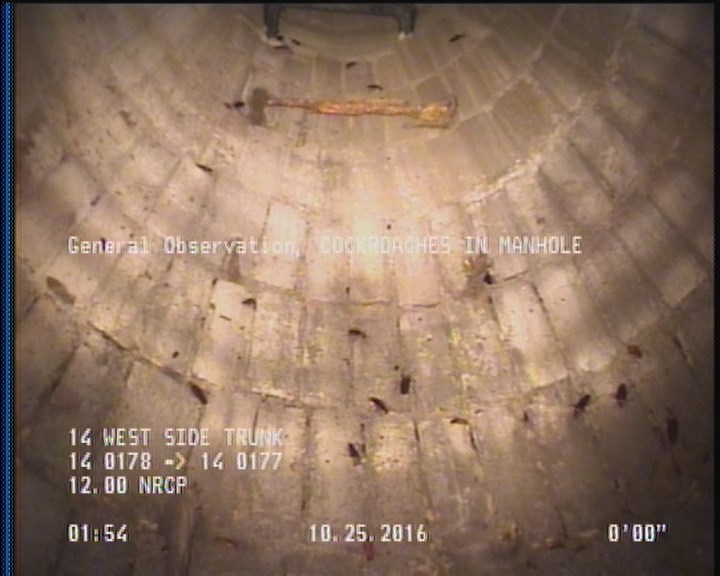 General Observation - COCKROACHES IN MANHOLE