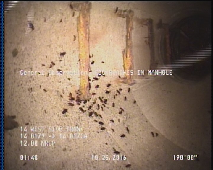 General Observation - COCKROACHES IN MANHOLE