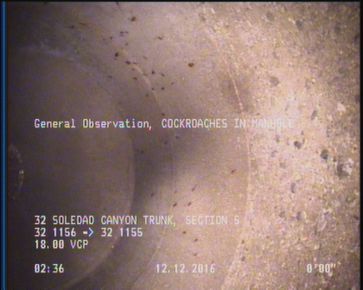 General Observation - COCKROACHES IN MANHOLE