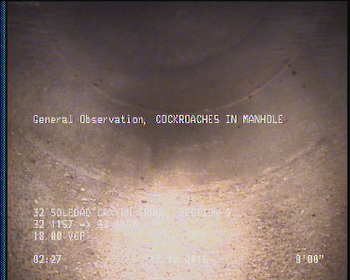 General Observation - COCKROACHES IN MANHOLE