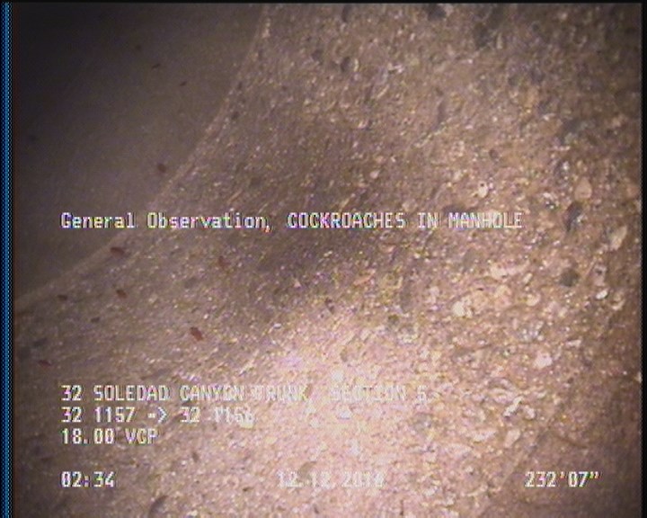 General Observation - COCKROACHES IN MANHOLE