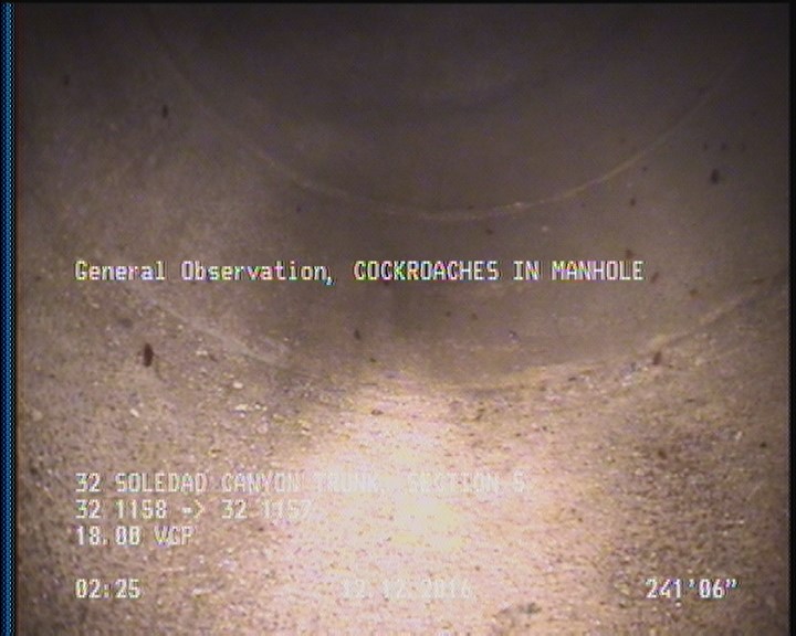 General Observation - COCKROACHES IN MANHOLE