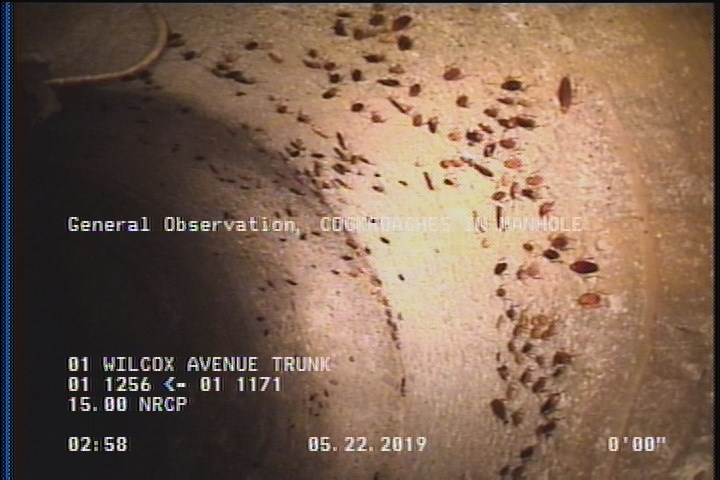 General Observation - COCKROACHES IN MANHOLE
