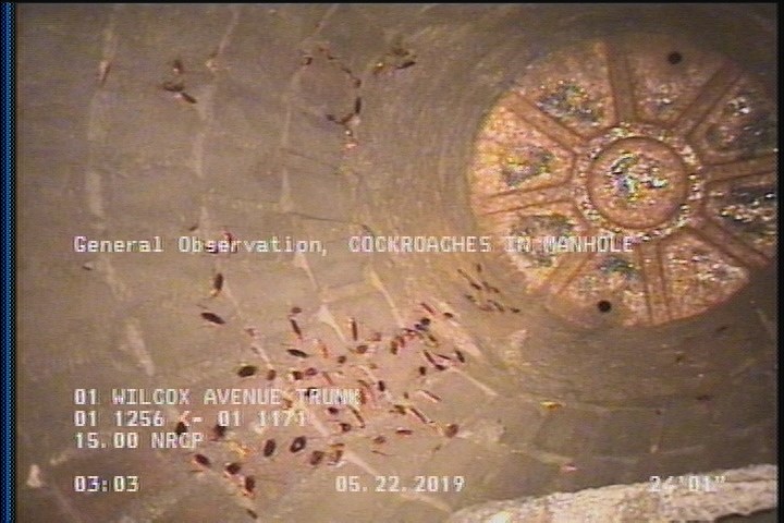 General Observation - COCKROACHES IN MANHOLE