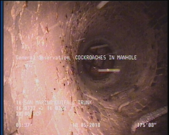 General Observation - COCKROACHES IN MANHOLE