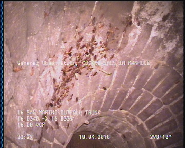 General Observation - COCKROACHES IN MANHOLE