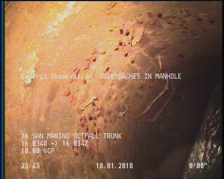 General Observation - COCKROACHES IN MANHOLE