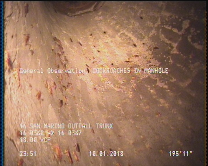 General Observation - COCKROACHES IN MANHOLE