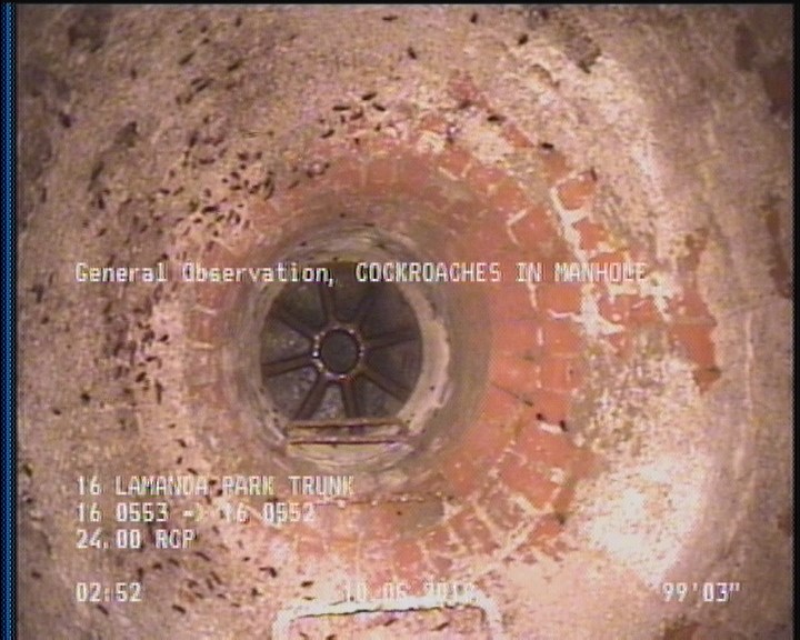 General Observation - COCKROACHES IN MANHOLE