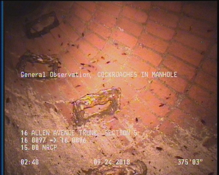 General Observation - COCKROACHES IN MANHOLE