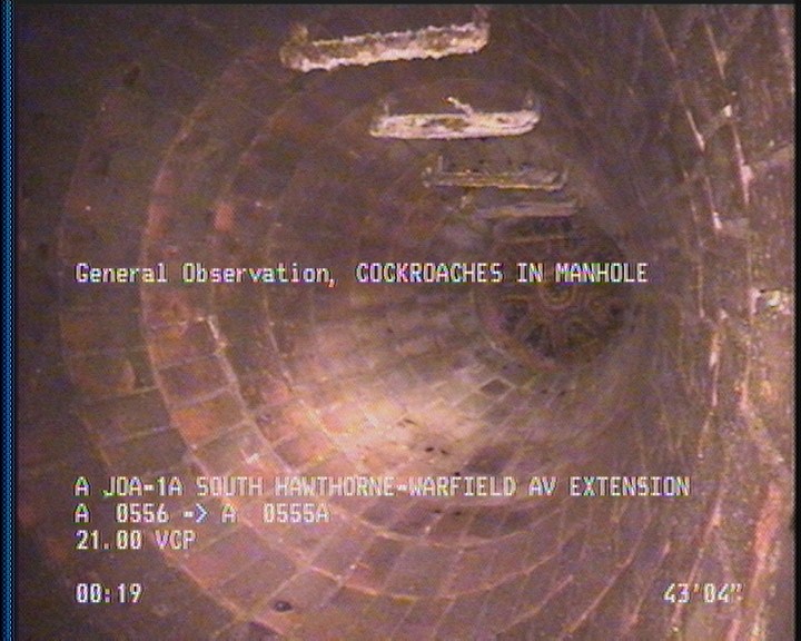 General Observation - COCKROACHES IN MANHOLE