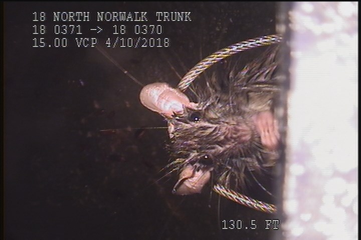 General Observation - RAT ON CAMERA