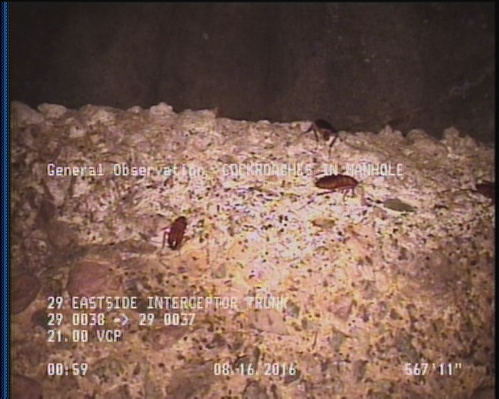 General Observation - COCKROACHES IN MANHOLE