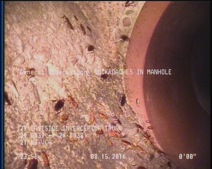 General Observation - COCKROACHES IN MANHOLE