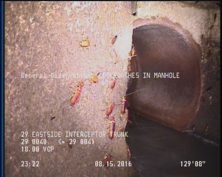 General Observation - COCKROACHES IN MANHOLE