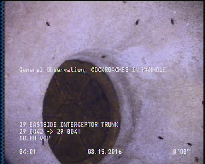 General Observation - COCKROACHES IN MANHOLE