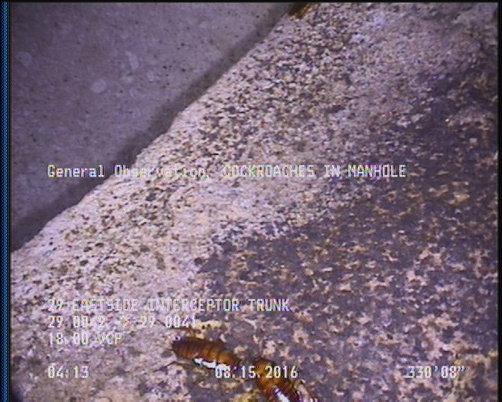 General Observation - COCKROACHES IN MANHOLE