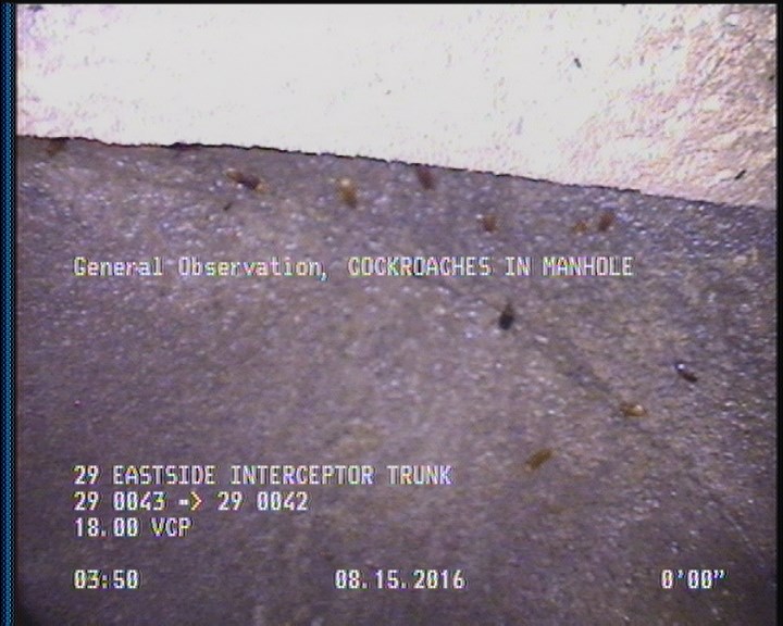 General Observation - COCKROACHES IN MANHOLE