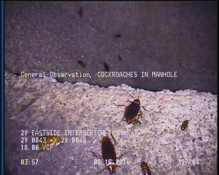 General Observation - COCKROACHES IN MANHOLE