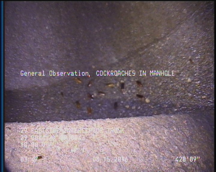 General Observation - COCKROACHES IN MANHOLE
